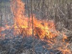 В Курской области начинают гореть леса