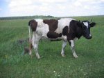 Судебные приставы в Курской области арестовали стадо коров