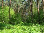 Опубликован доклад о состоянии экологии в Курской области в 2010 году
