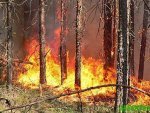 Палы сухой травы стали бедствием для Курской области