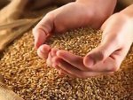 Запасов зерна в Курской области достаточно для обеспечения всех нужд
