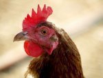 В Курской области курица нашла три гранаты