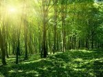 В Белгородской губернии усилили охрану лесов