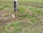 Сегодня днем в Кореневском районе в деревне Снагость обнаружили 100-милиметровый артиллерийский снаряд времен ВОВ