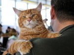 В Курске на Кубке Черноземья покажут 300 кошек