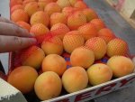 20 тонн турецких абрикосов, зараженных экзотическим мотыльком, перехватили на границе Курской области