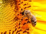 Пчеловоды о причине гибели пчел в Курской области