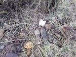 ГУ МЧС по Курской области о том, что в Поныровском районе нашли арсенал снарядов времен ВОВ