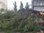 Инцидент в Курске: на ПЛК дерево упало на машину