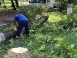 Администрация города Курска: на протяжении суток сильный ветер повалил 17 деревьев
