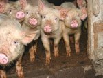 В Курске утверждены меры по недопущению заболевания африканской чумы свиней В Курске утверждены меры по недопущению заболевания африканской чумы свиней